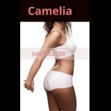Photo - Camélia