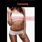 Photo - Camelia