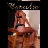 Photo - Camelia