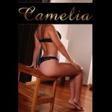 Photo - Camelia