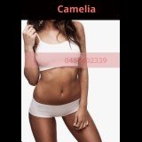 Photo - Camélia