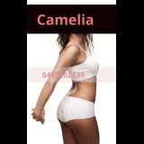 Photo - Camelia