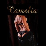 Photo - Camelia