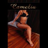 Photo - Camelia