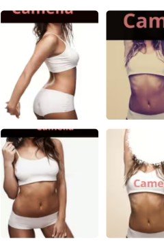 Photo - Camelia