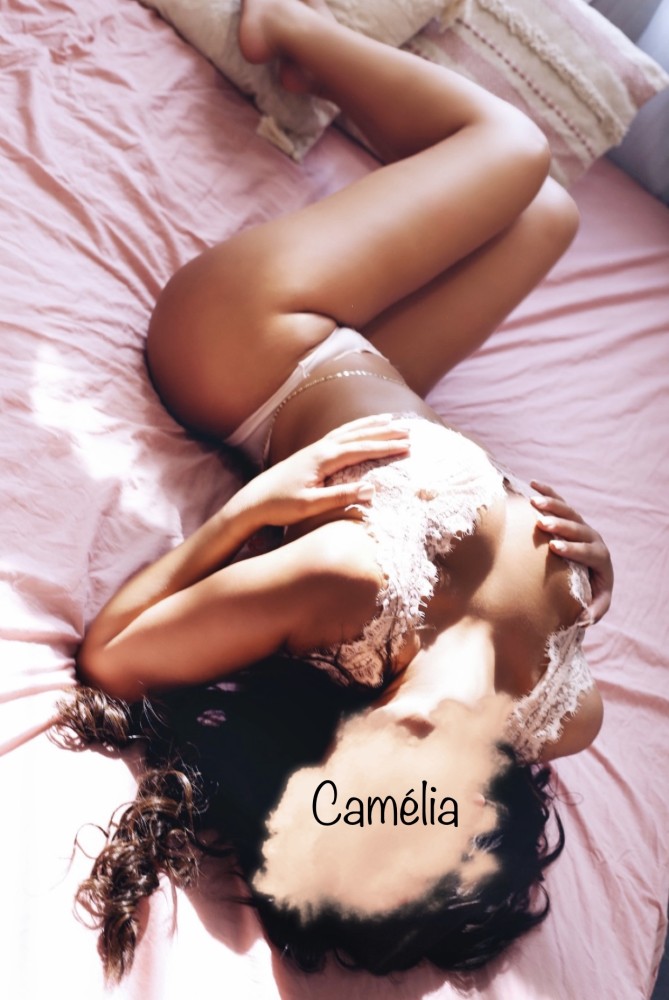 Photo - Camelia